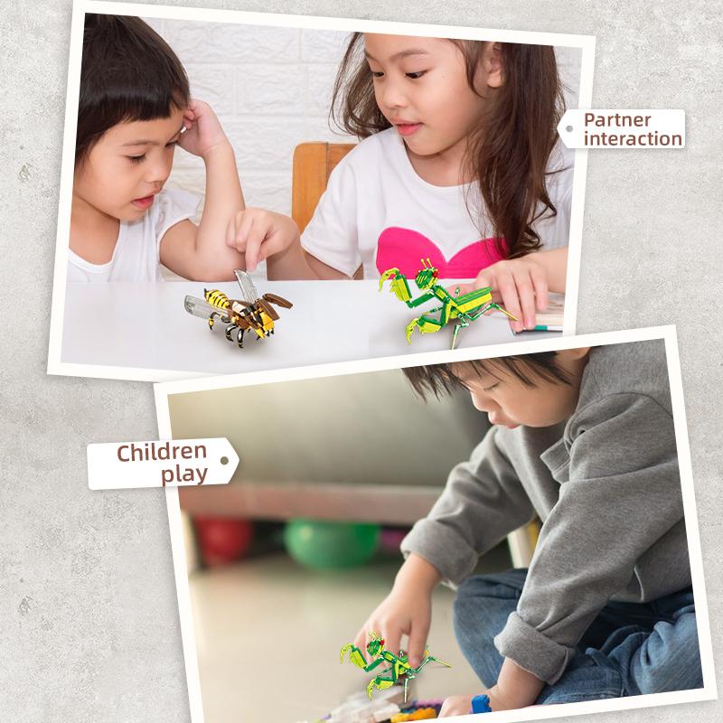 Insect Collection