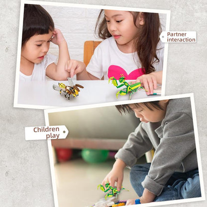 Insect Collection