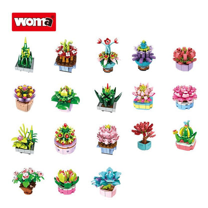 Succulent Plants (1-18 Varieties)