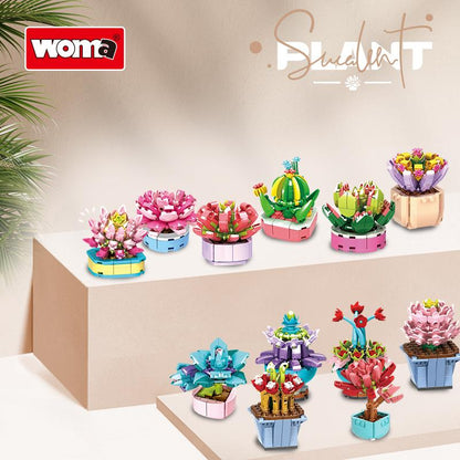 Succulent Plants (1-18 Varieties)