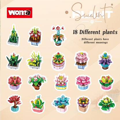 Succulent Plants (1-18 Varieties)