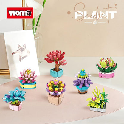 Succulent Plants (1-18 Varieties)