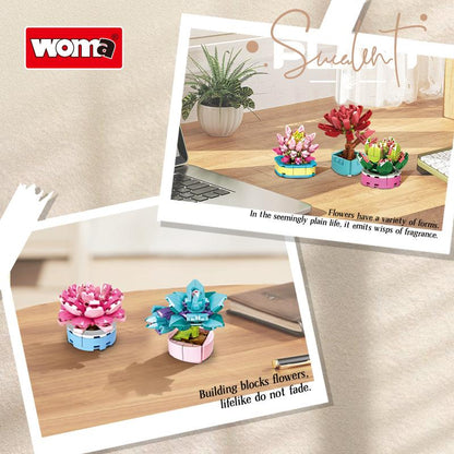 Succulent Plants (1-18 Varieties)