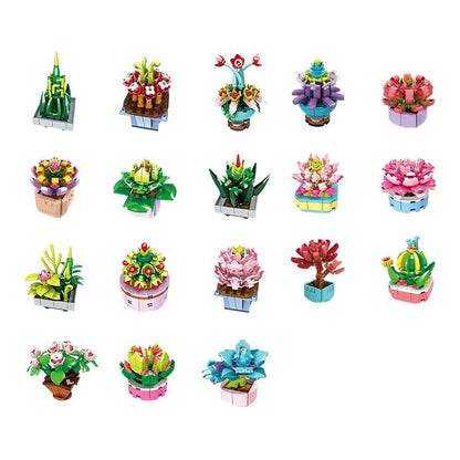Succulent Plants (1-18 Varieties)